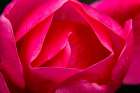 Pink Hybrid Tea Rose Blooming macro-Bellevue-Washington State Art Print